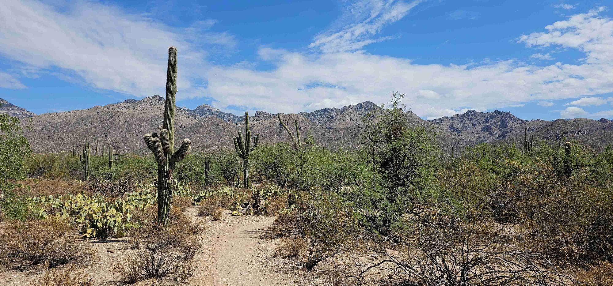 Tanque Verde landscape