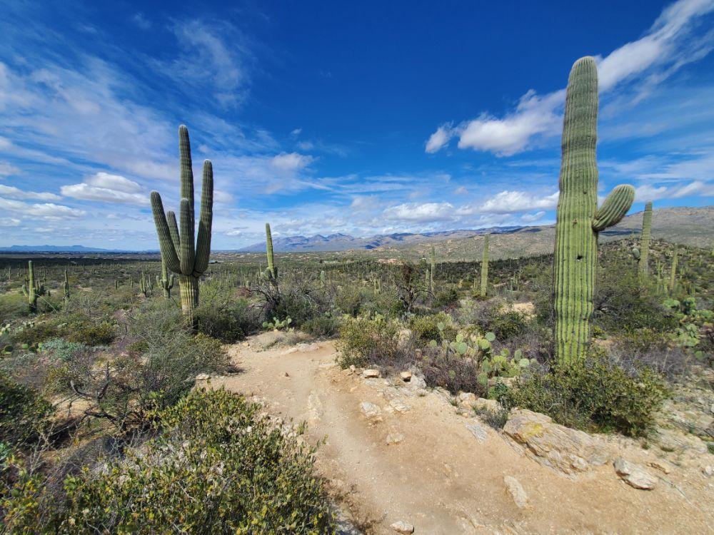 Saguaro National Park landscape