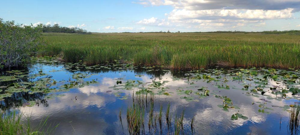 Everglades National Park landscape